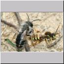 Andrena vaga - Weiden-Sandbiene -11- 06 mit Nomada lathburina Maennchen.jpg